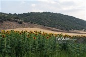 Поля подсолнечника в Хоррамабаде, провинция Лорестан