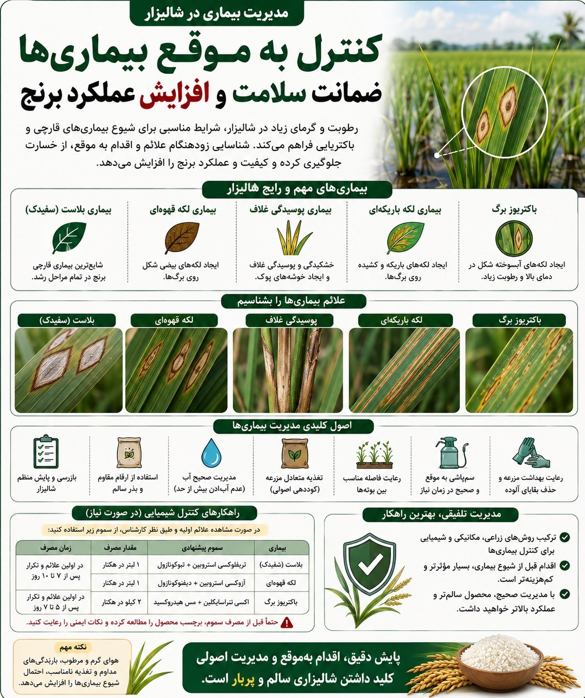 اخبار رشت , اخبار استان گیلان , واردات برنج , کشاورزی , 