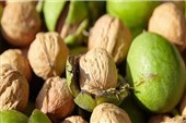 برداشت گردو از 28 هکتار باغات اشکذر آغاز شد