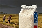 ببینید|برنج آمریکایی با سازوکار تجارت مرزی وارد کشور شد