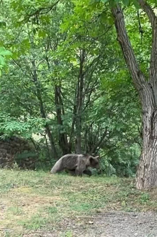 اخبار کرج , اخبار استان البرز , جاده چالوس , زندگی روستایی , نظام مسائل استان البرز , نظام مسائل استان ,