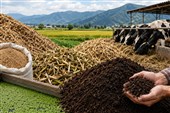 ظرفیت جایگزینی بیش از 3.5 میلیون تن ذرت با منابع خوراکی ایجاد شد