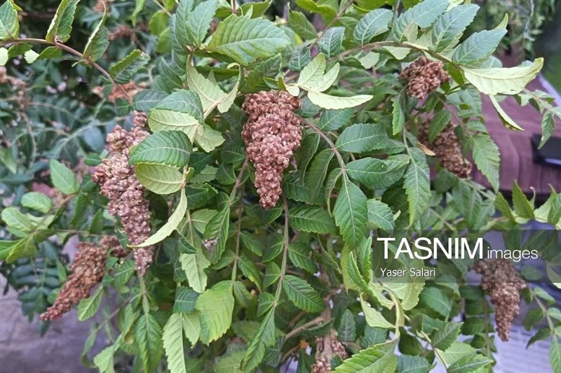 اخبار گناباد , کشاورزی , خراسان رضوی , اخبار استان خراسان رضوی , فرمانداری , 
