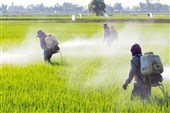 مبارزه اصولی با علف‌های هرز؛ گامی مهم برای افزایش عملکرد شالیزار