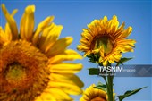 مزارع آفتابگردان خراسان شمالی