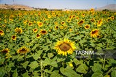 مزارع آفتابگردان خراسان شمالی