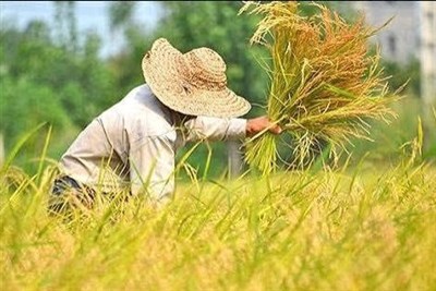 تولید 49 هزار تن شلتوک در آذربایجان شرقی؛ میانه قطب اول برنج آذربایجان