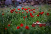 День города «Кум» в Иране