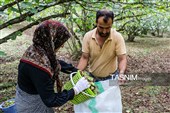 Villagers Harvest Hazelnuts in Northern Iran