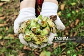 برداشت فندق در اشکور گیلان
