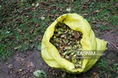 برداشت فندق در اشکور گیلان