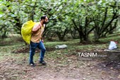 برداشت فندق در اشکور گیلان