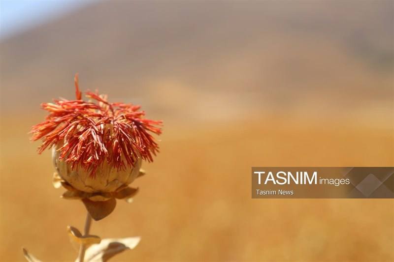 اخبار استان چهارمحال و بختیاری , اخبار شهرکرد , کشاورزی ,