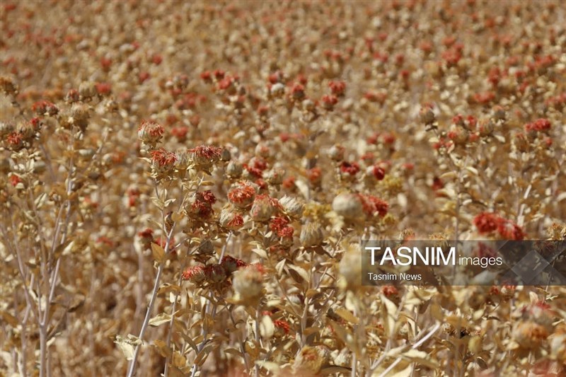 اخبار استان چهارمحال و بختیاری , اخبار شهرکرد , کشاورزی ,
