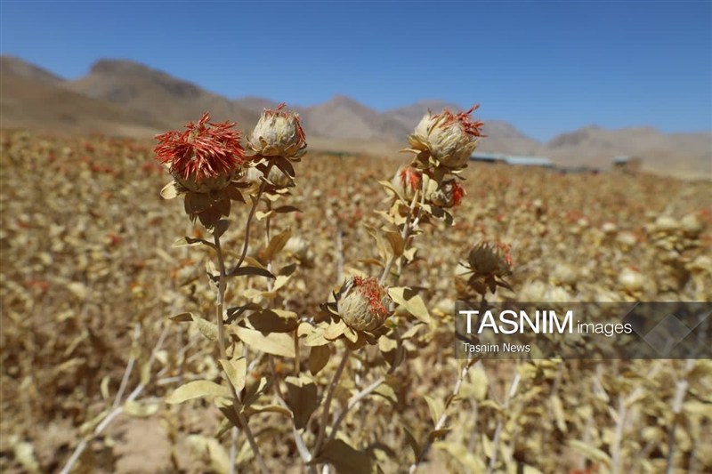 اخبار استان چهارمحال و بختیاری , اخبار شهرکرد , کشاورزی ,
