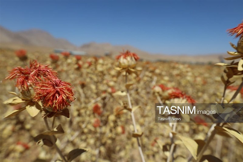 اخبار استان چهارمحال و بختیاری , اخبار شهرکرد , کشاورزی ,