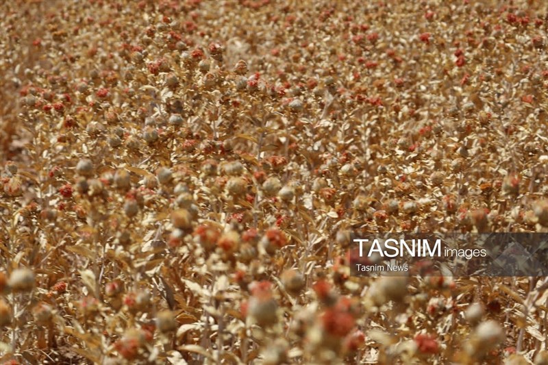 اخبار استان چهارمحال و بختیاری , اخبار شهرکرد , کشاورزی ,