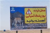 جاده‌های پرخطر یوزپلنگ در خراسان جنوبی علامت‌گذاری شد