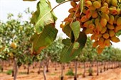 پسته برای نخستین بار در کلاته‌رودبار دامغان به بار نشست