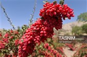 شمارش معکوس گردشگری سرخ در خراسان جنوبی؛ فصل تماشای یاقوت‌های کویر