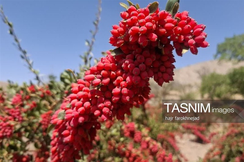 اخبار استان خراسان جنوبی , نظام مسائل استان خراسان جنوبی , کشاورزی , 