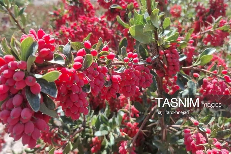 اخبار استان خراسان جنوبی , خبرگزاری تسنیم , نظام مسائل استان خراسان جنوبی , کشاورزی ,