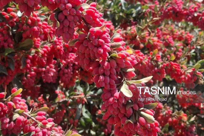 اخبار استان خراسان جنوبی , نظام مسائل استان خراسان جنوبی , گردشگری , `پاییز , خورشید ,