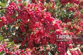 تسهیلات زنجیره ارزش زرشک خراسان جنوبی پیگیری شد