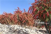 برگزاری جشنواره زرشک کوهی در اورست چهاردانگه