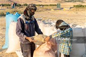 جمع آوری کاه توسط دامداران در لرستان