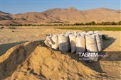 جمع آوری کاه توسط دامداران در لرستان