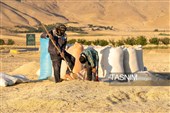 جمع آوری کاه توسط دامداران در لرستان
