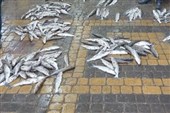 جمع‌آوری فروشندگان دوره‌گرد ماهی در پیشوا با حکم قضایی
