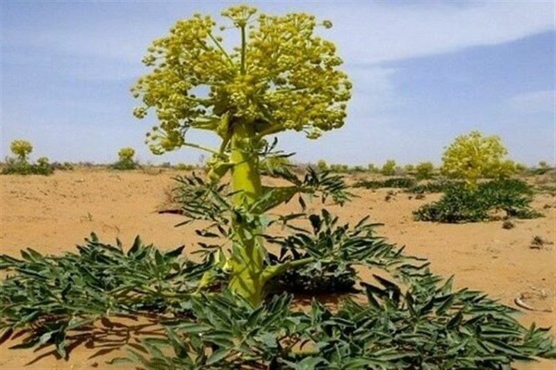 اخبار استان خراسان جنوبی , گردشگری , طبیعت , 