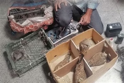 دستگیری صیاد حرفه ای پرندگان شکاری کمیاب در مشهد