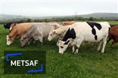 وام بلاعوض برای جبران کمبود کودشیمیایی گاوداران رومانی