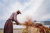 جاروبافی سنتی در روستای ملا حسن - خراسان شمالی