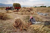 جاروبافی سنتی در روستای ملا حسن - خراسان شمالی