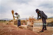 جاروبافی سنتی در روستای ملا حسن - خراسان شمالی