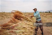 Traditional Broom-Making in Rural North Khorasan