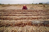 جاروبافی سنتی در روستای ملا حسن - خراسان شمالی