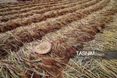 جاروبافی سنتی در روستای ملا حسن - خراسان شمالی