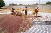 جاروبافی سنتی در روستای ملا حسن - خراسان شمالی