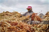 جاروبافی سنتی در روستای ملا حسن - خراسان شمالی