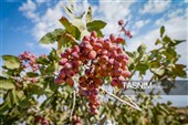 Сезон сбора и переработки фисташек в Иране