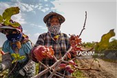Сезон сбора и переработки фисташек в Иране