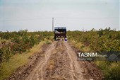 Сезон сбора и переработки фисташек в Иране