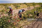 Сезон сбора и переработки фисташек в Иране