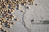 Сезон сбора и переработки фисташек в Иране