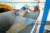 Сезон сбора и переработки фисташек в Иране